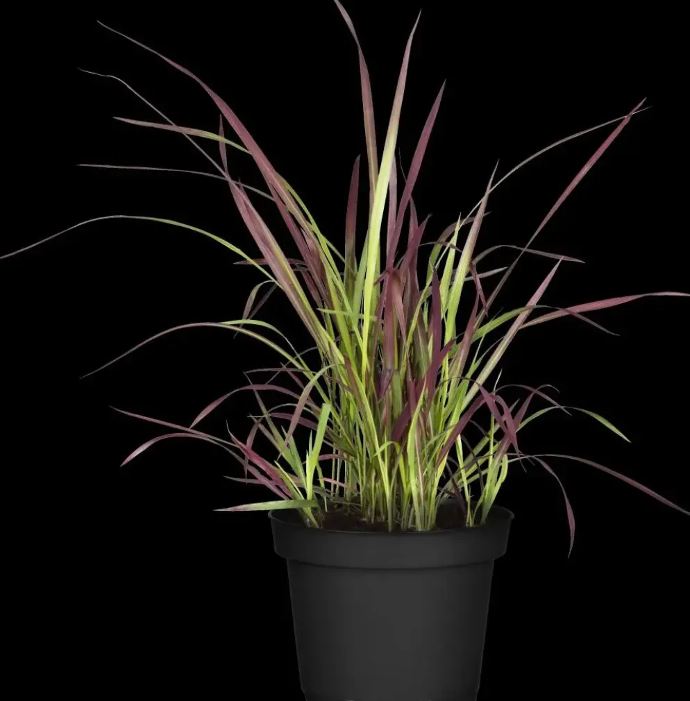 Imperata cylindrica 'Red Baron' (Japans bloedgras 'Red Baron')
