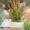 Imperata cylindrica 'Red Baron' (Japans bloedgras 'Red Baron')