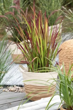Imperata cylindrica 'Red Baron' (Japans bloedgras 'Red Baron')