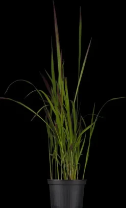 Imperata cylindrica 'Red Baron' (Japans bloedgras 'Red Baron')