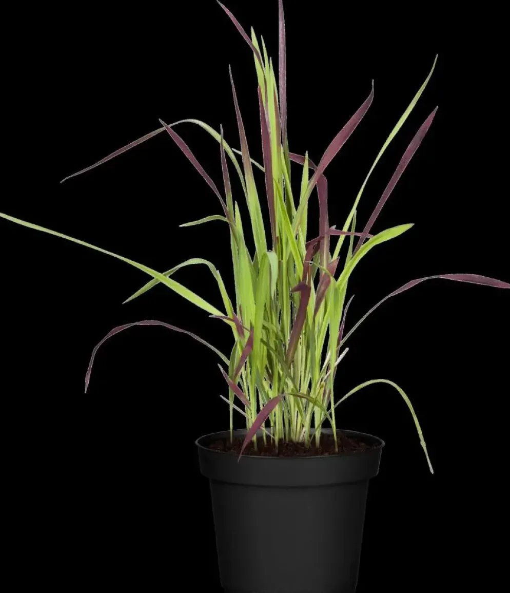 Imperata cylindrica 'Red Baron' (Japans bloedgras 'Red Baron')