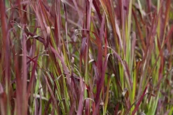Imperata cylindrica 'Red Baron' (Japans bloedgras 'Red Baron')
