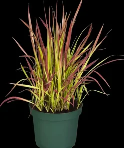 Imperata cylindrica 'Red Baron' (Japans bloedgras 'Red Baron')