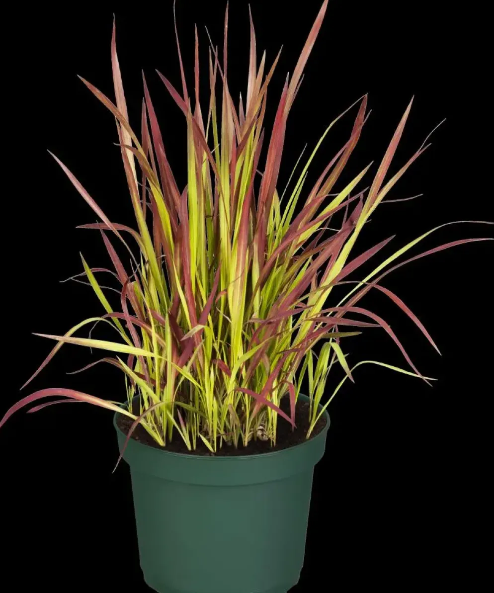 Imperata cylindrica 'Red Baron' (Japans bloedgras 'Red Baron')