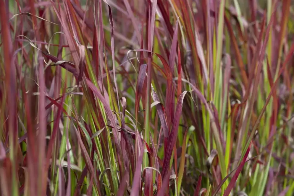 Imperata cylindrica 'Red Baron' (Japans bloedgras 'Red Baron')