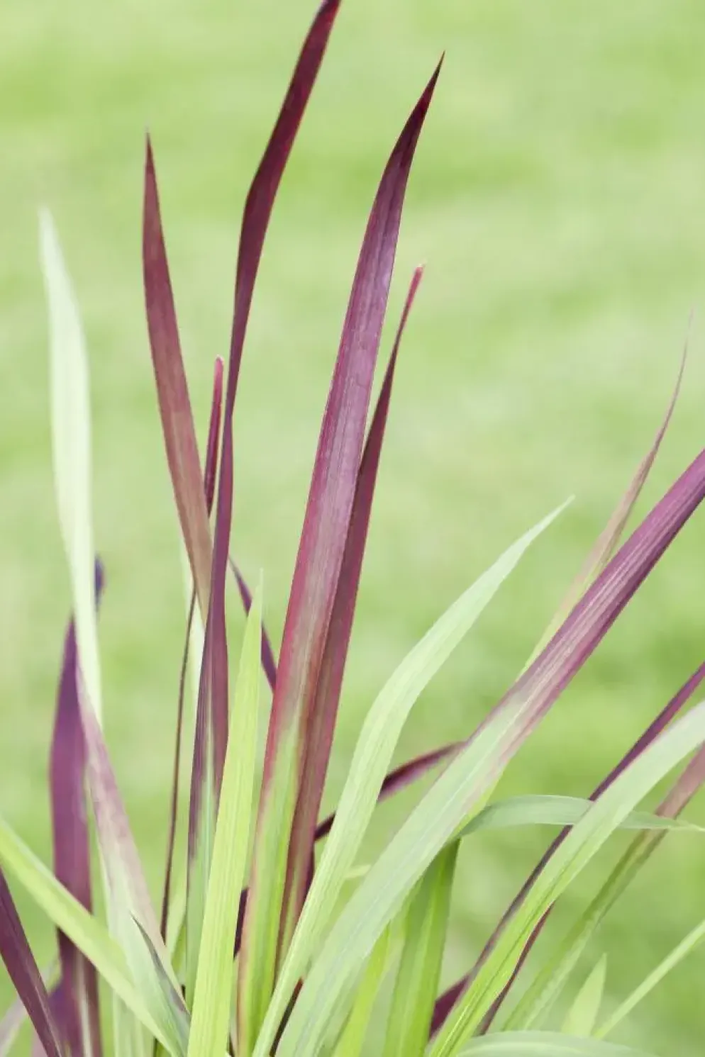 Imperata cylindrica 'Red Baron' (Japans bloedgras 'Red Baron')