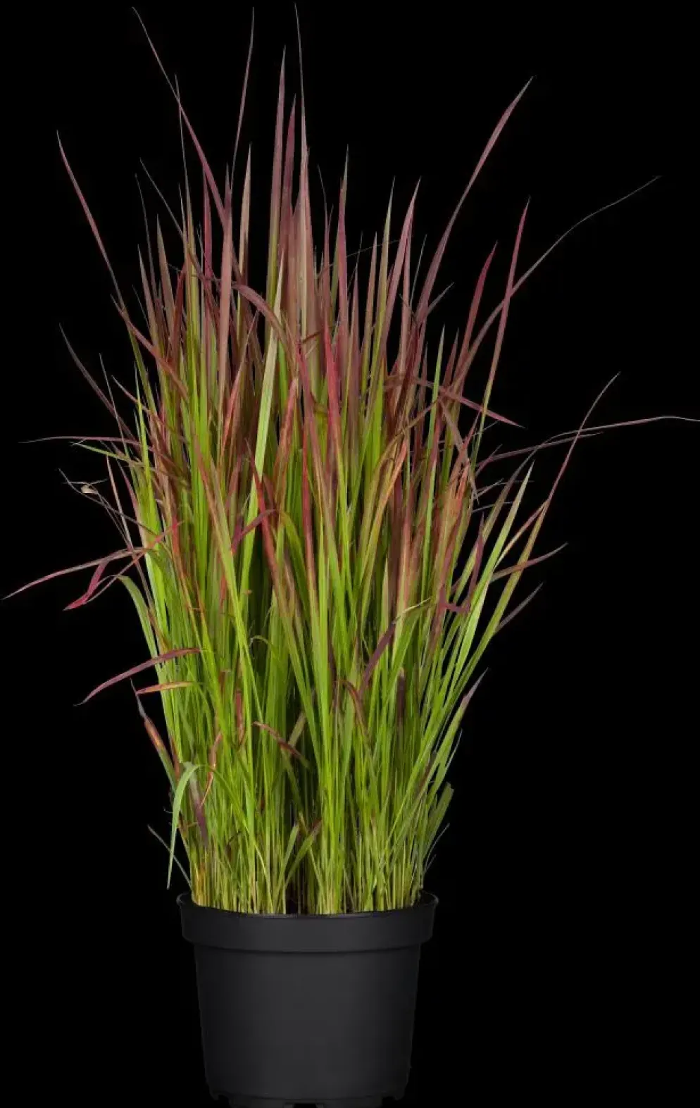 Imperata cylindrica 'Red Baron' (Japans bloedgras 'Red Baron')