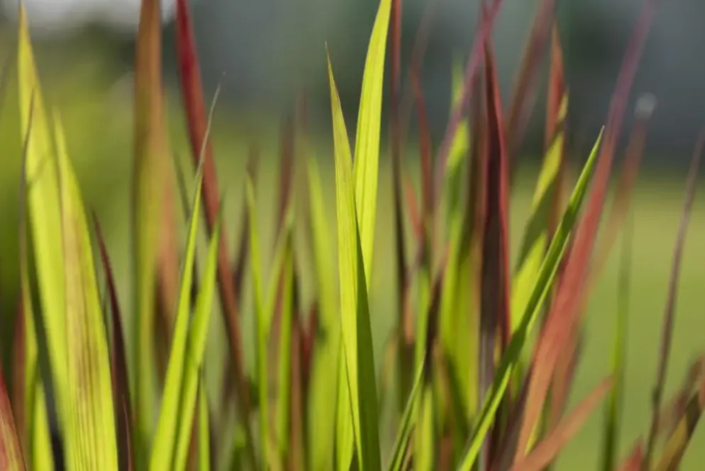 Imperata cylindrica 'Red Baron' (Japans bloedgras 'Red Baron')