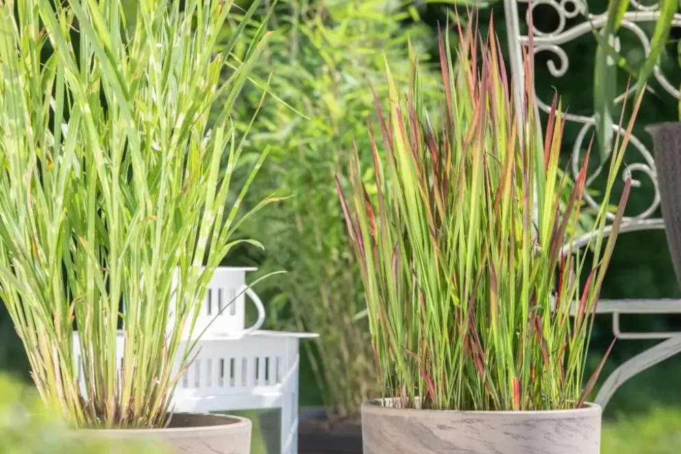 Imperata cylindrica 'Red Baron' (Japans bloedgras 'Red Baron')