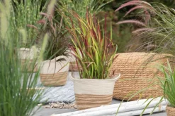 Imperata cylindrica 'Red Baron' (Japans bloedgras 'Red Baron')