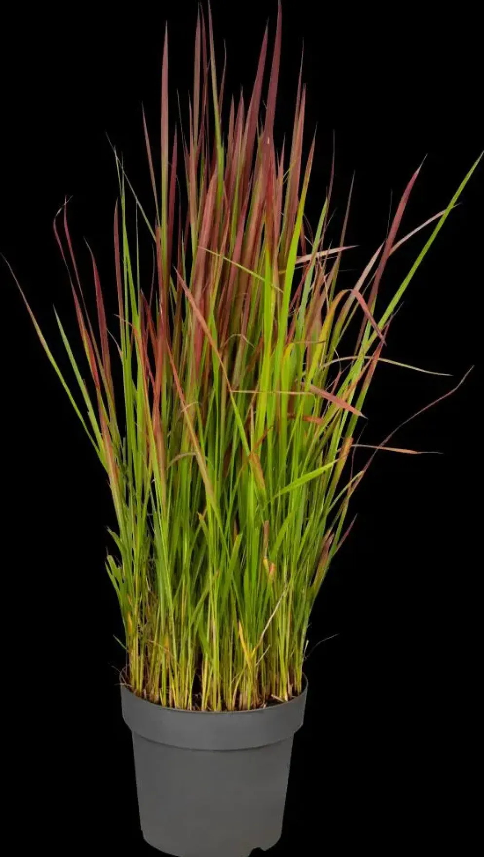 Imperata cylindrica 'Red Baron' (Japans bloedgras 'Red Baron')