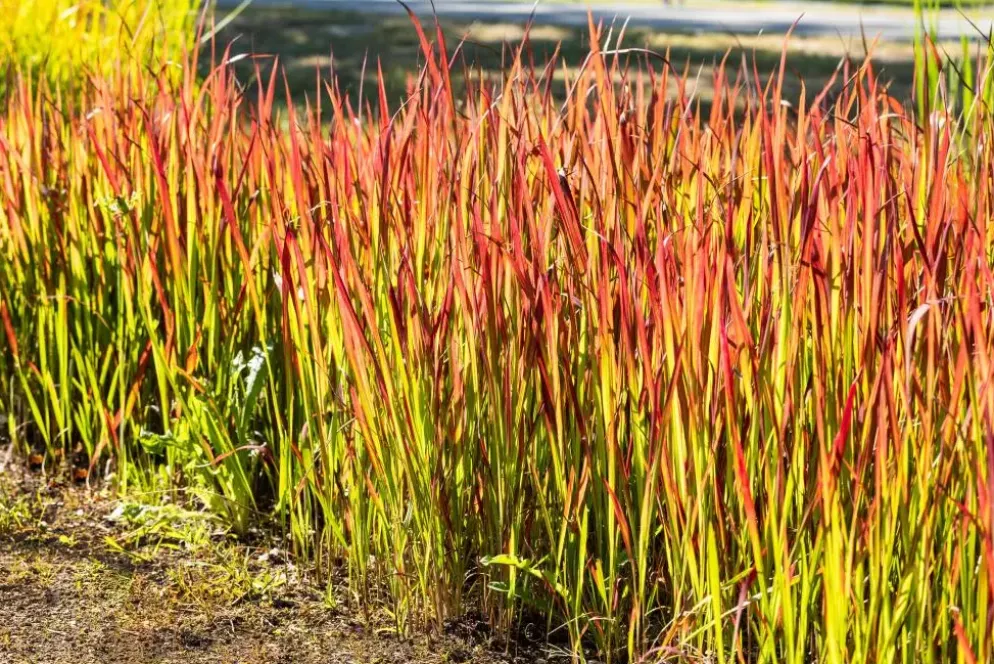 Imperata cylindrica 'Red Baron' (Japans bloedgras 'Red Baron')