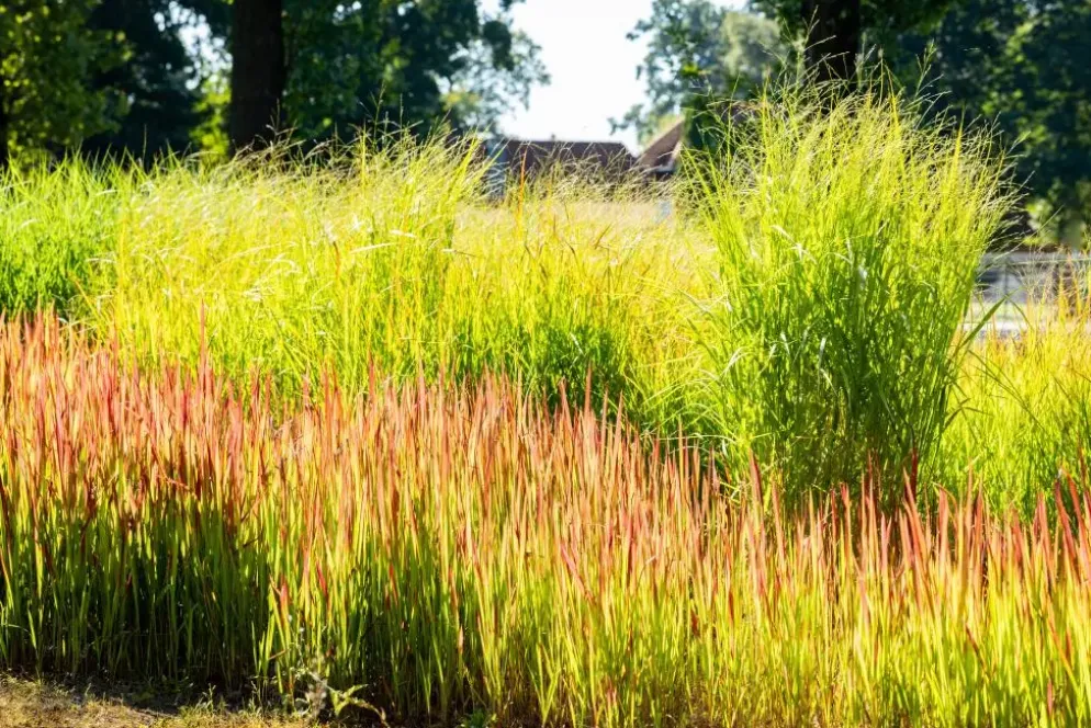 Imperata cylindrica 'Red Baron' (Japans bloedgras 'Red Baron')