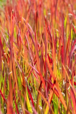 Imperata cylindrica 'Red Baron' (Japans bloedgras 'Red Baron')