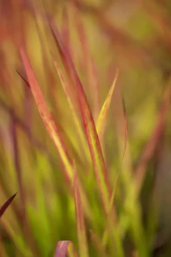 Imperata cylindrica 'Red Baron' (Japans bloedgras 'Red Baron')