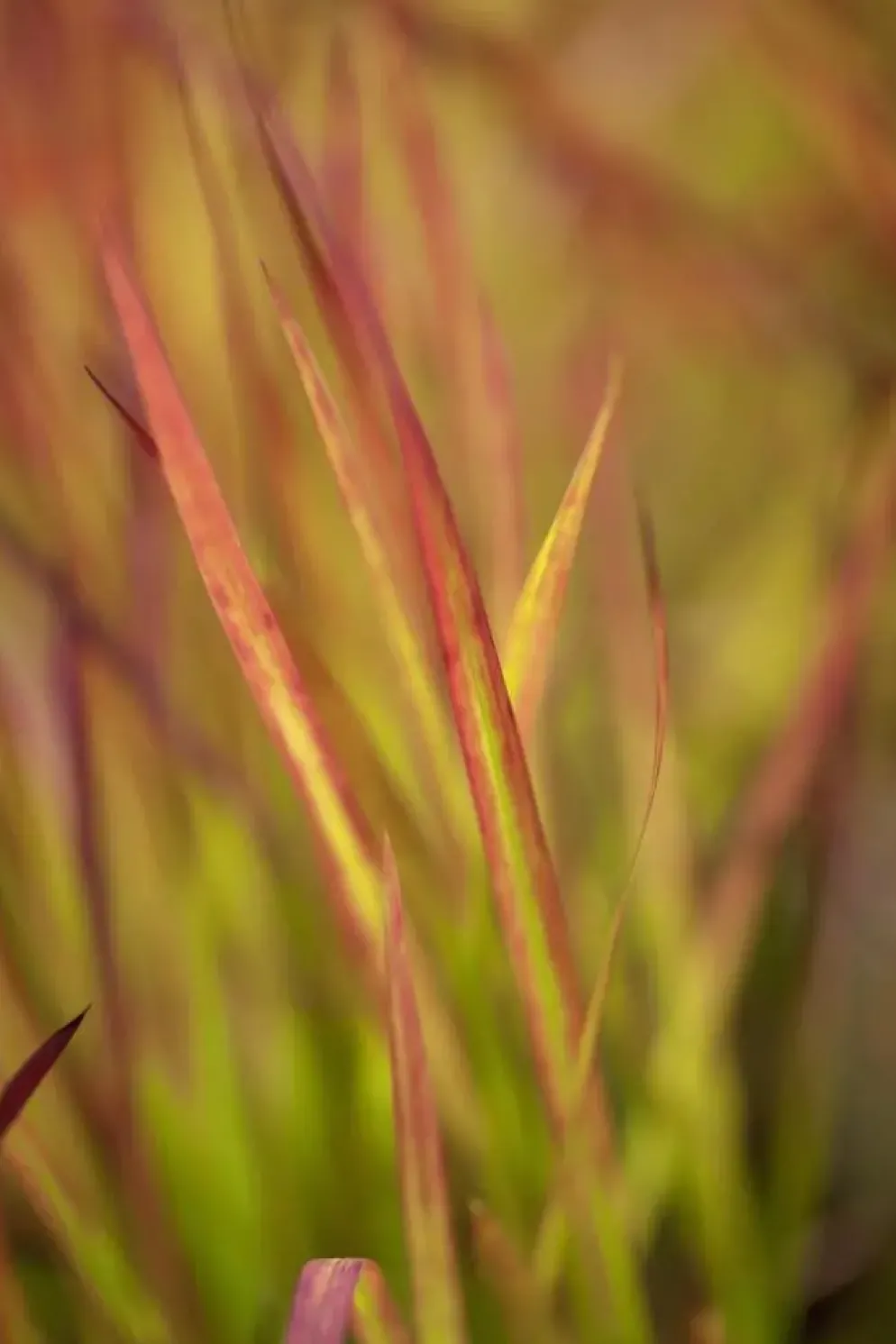 Imperata cylindrica 'Red Baron' (Japans bloedgras 'Red Baron')