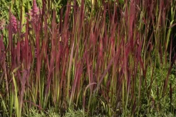 Imperata cylindrica 'Red Baron' (Japans bloedgras 'Red Baron')