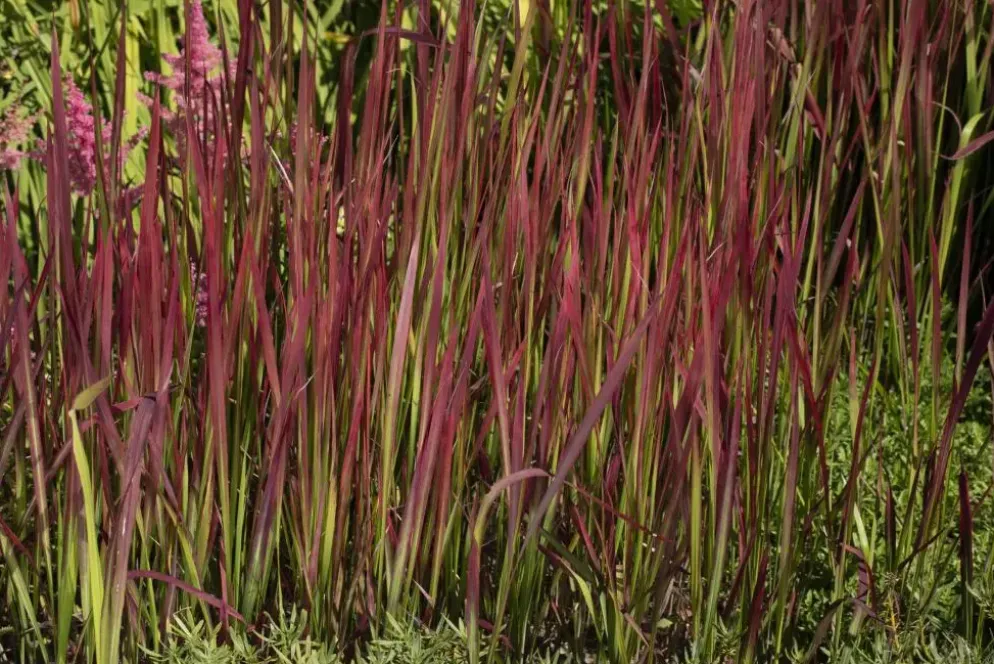 Imperata cylindrica 'Red Baron' (Japans bloedgras 'Red Baron')