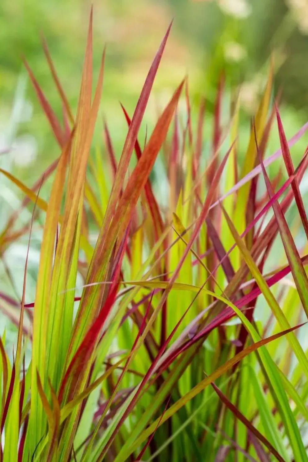 Imperata cylindrica 'Red Baron' (Japans bloedgras 'Red Baron')