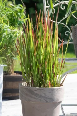 Imperata cylindrica 'Red Baron' (Japans bloedgras 'Red Baron')