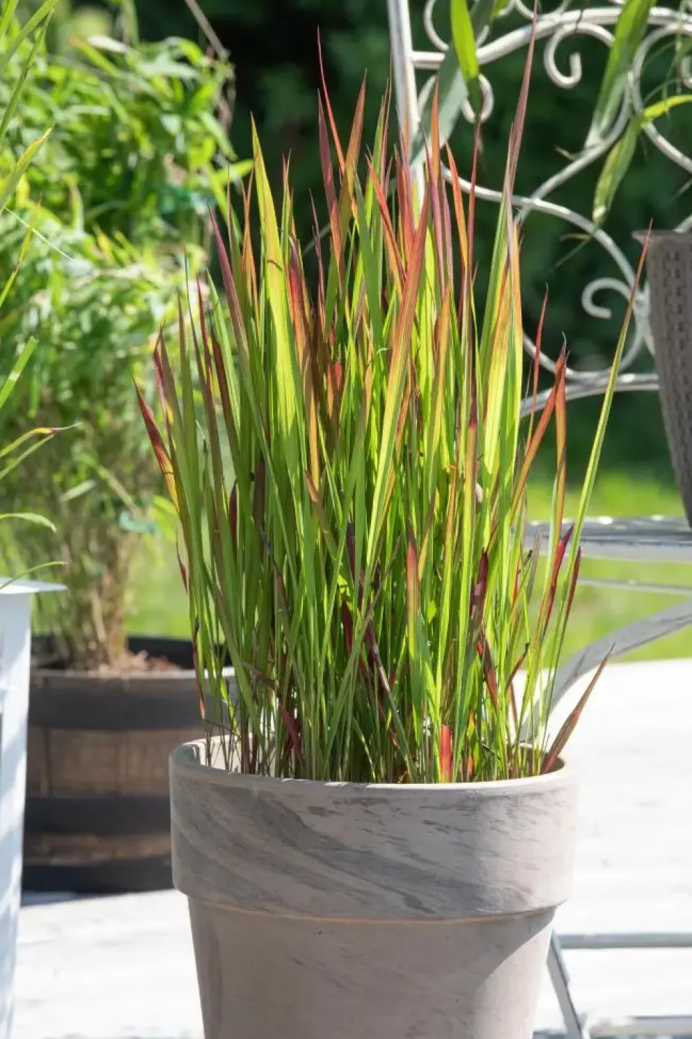 Imperata cylindrica 'Red Baron' (Japans bloedgras 'Red Baron')