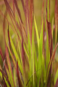 Imperata cylindrica 'Red Baron' (Japans bloedgras 'Red Baron')