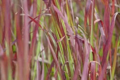 Imperata cylindrica 'Red Baron' (Japans bloedgras 'Red Baron')
