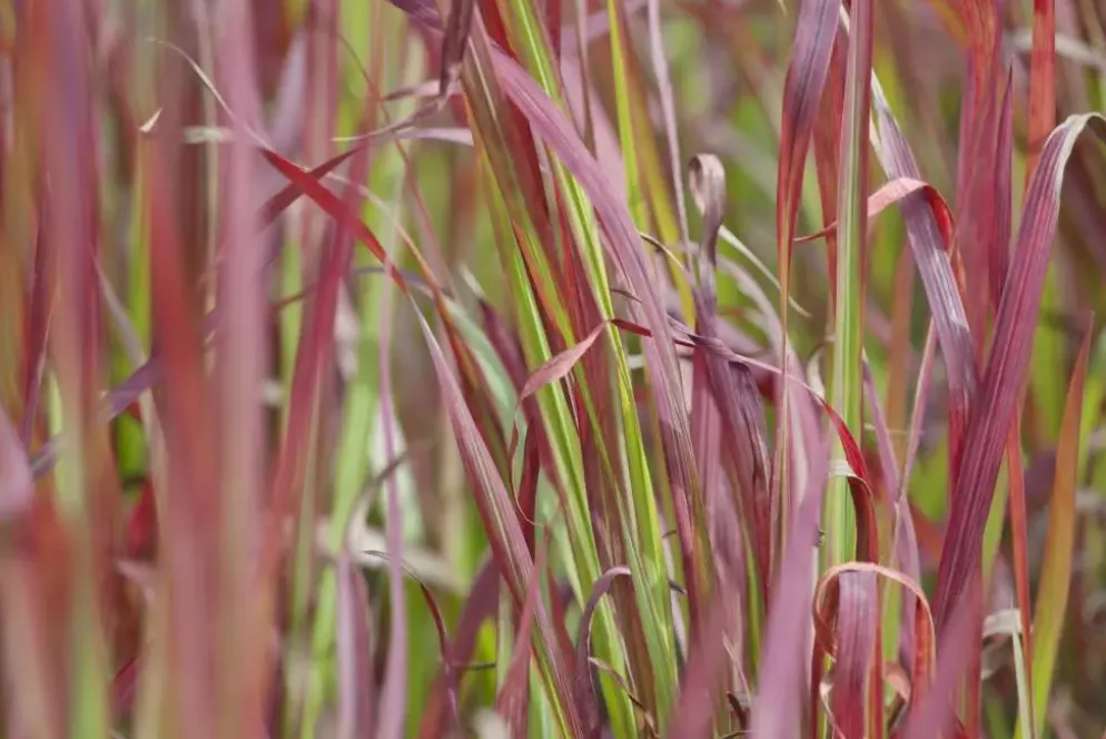 Imperata cylindrica 'Red Baron' (Japans bloedgras 'Red Baron')