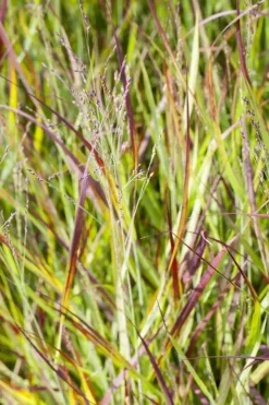 Imperata cylindrica 'Red Baron' (Japans bloedgras 'Red Baron')