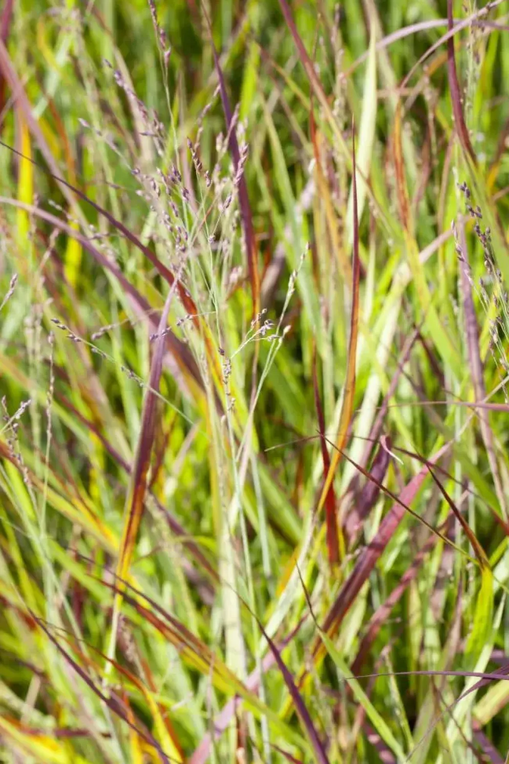 Imperata cylindrica 'Red Baron' (Japans bloedgras 'Red Baron')
