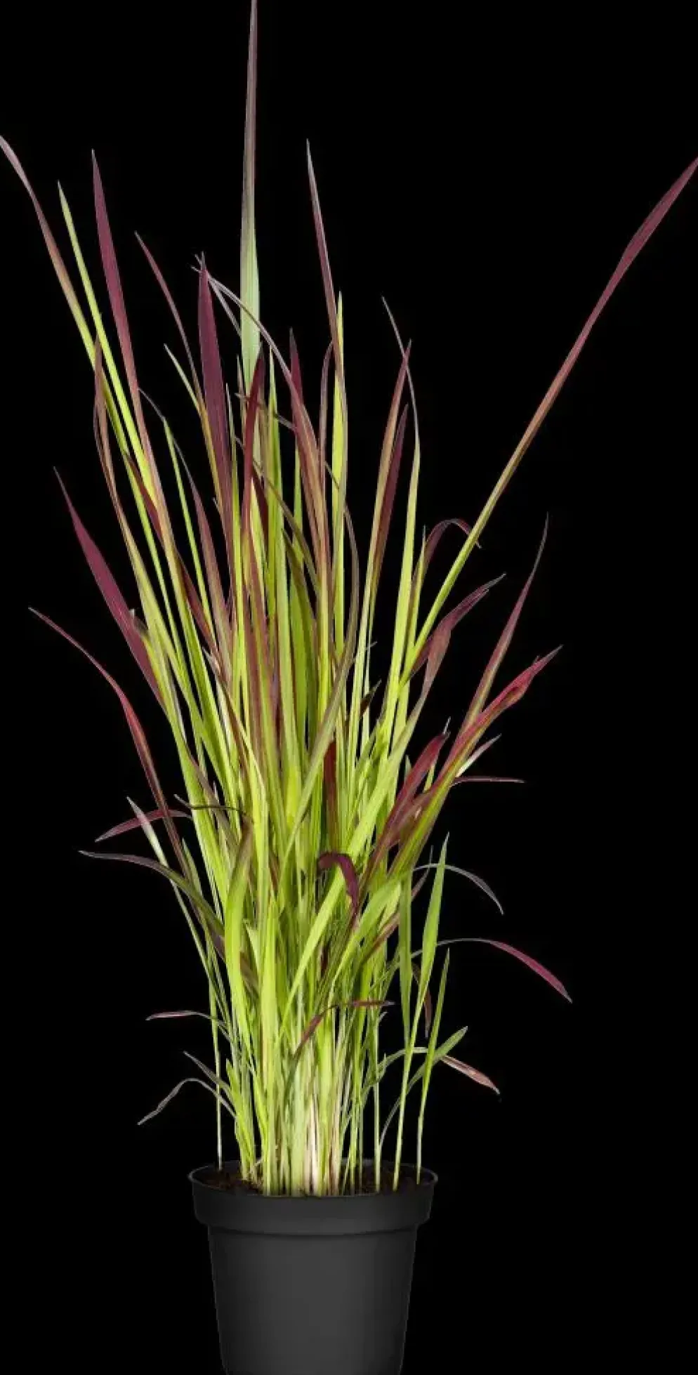 Imperata cylindrica 'Red Baron' (Japans bloedgras 'Red Baron')