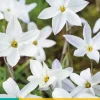 Ipheion un. alberto castillo 15 bloembollen