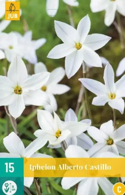 Ipheion un. alberto castillo 15 bloembollen