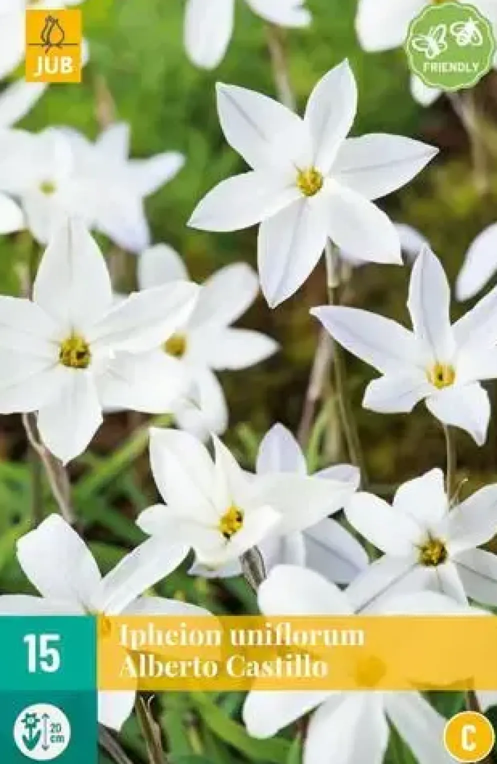 Ipheion un. alberto castillo 15 bloembollen