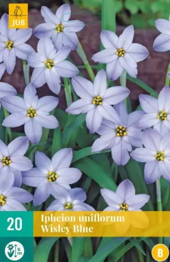 Ipheion uniflorum wisley blue 20 stuks