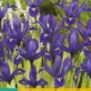 Iris Harmony 15 stuks