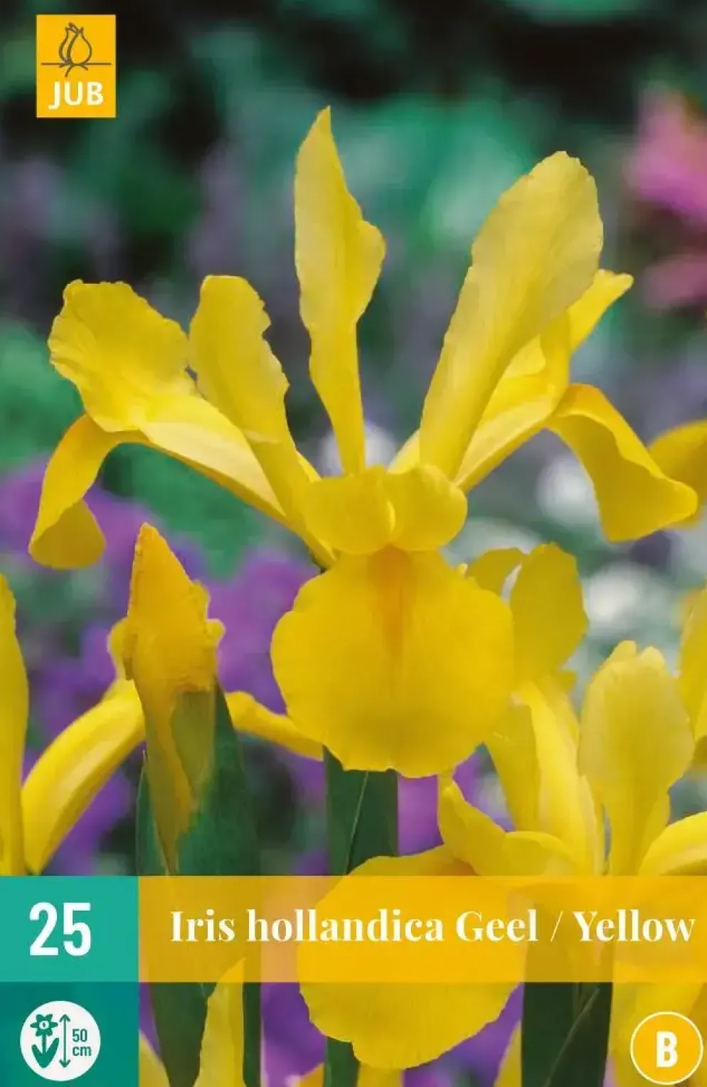 Iris hollandica geel 25 stuks