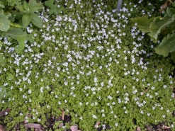 Isotoma fluviatilis (Isotoma)