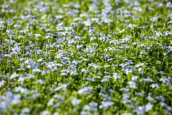 Isotoma fluviatilis (Isotoma)
