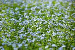 Isotoma fluviatilis (Isotoma)