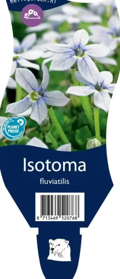 Isotoma fluviatilis (Isotoma)