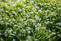 Isotoma fluviatilis (Isotoma)