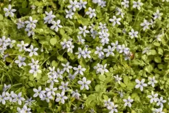 Isotoma fluviatilis (Isotoma)