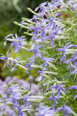 Isotoma fluviatilis (Isotoma)