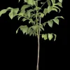Juglans regia (Walnoot) fruitplant 100cm