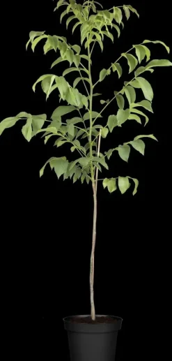 Juglans regia (Walnoot) fruitplant 100cm