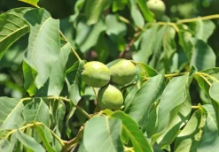 Juglans regia (Walnoot) fruitplant 100cm