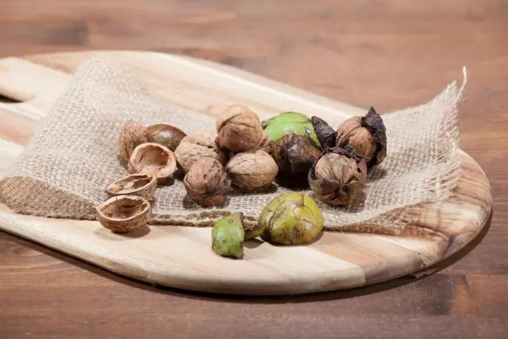 Juglans regia (Walnoot) fruitplant 100cm