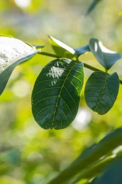Juglans regia (Walnoot) fruitplant 100cm