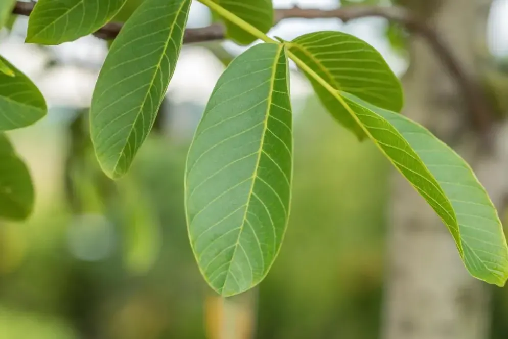Juglans regia (Walnoot) fruitplant 100cm